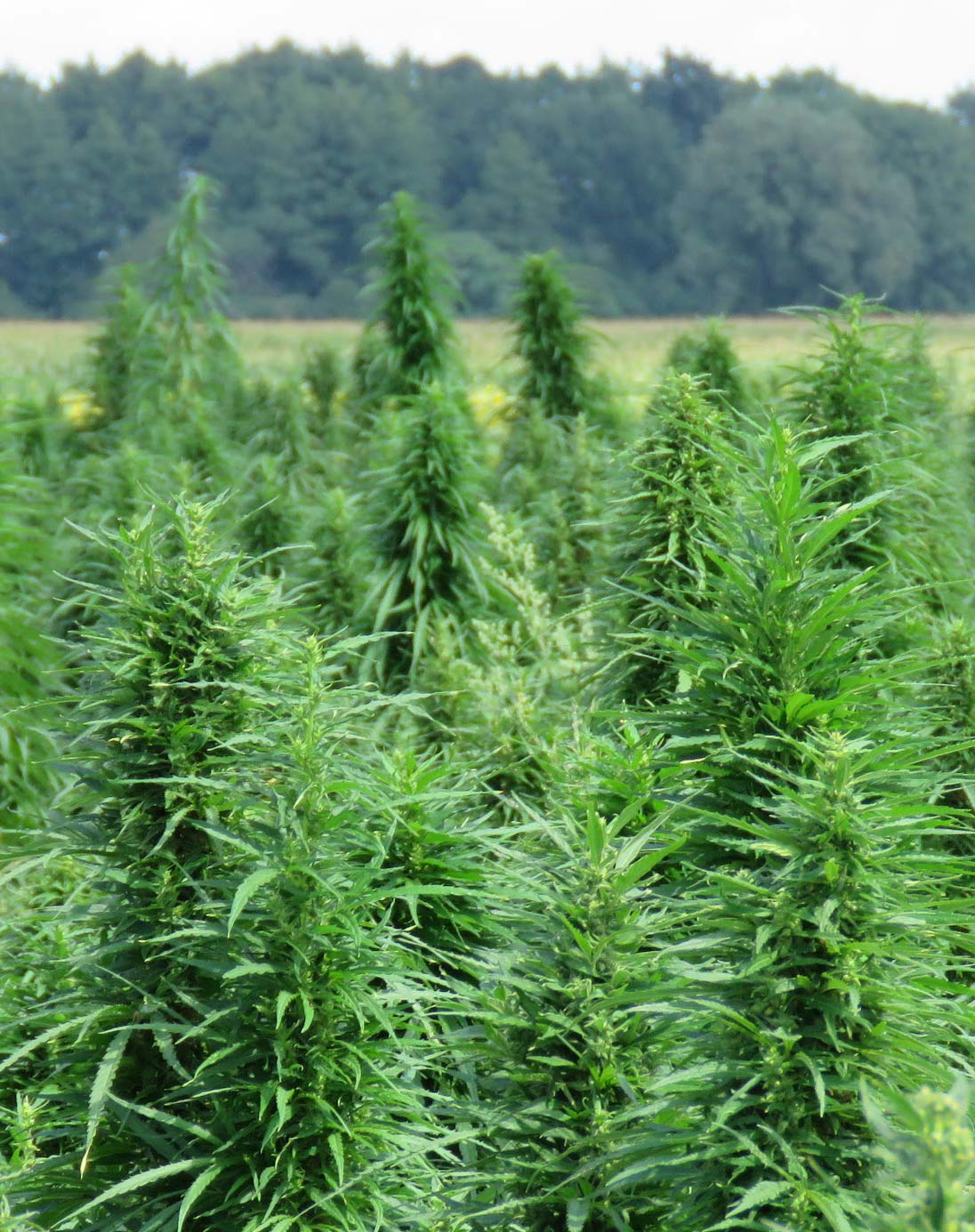 Combine harvesting industrial hemp