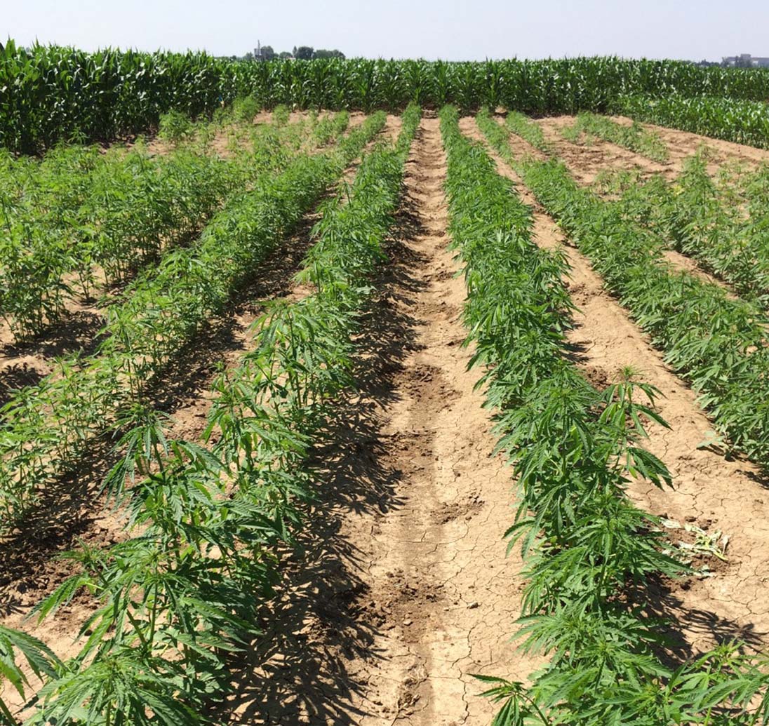 Hemp Field